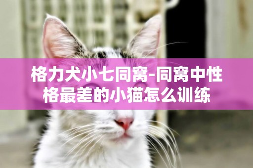 格力犬小七同窩-同窩中性格最差的小貓怎么訓練