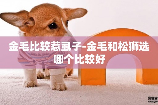 金毛比較惹虱子-金毛和松獅選哪個比較好