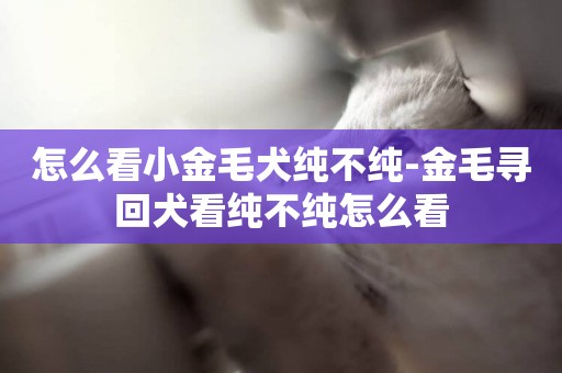 怎么看小金毛犬純不純-金毛尋回犬看純不純怎么看
