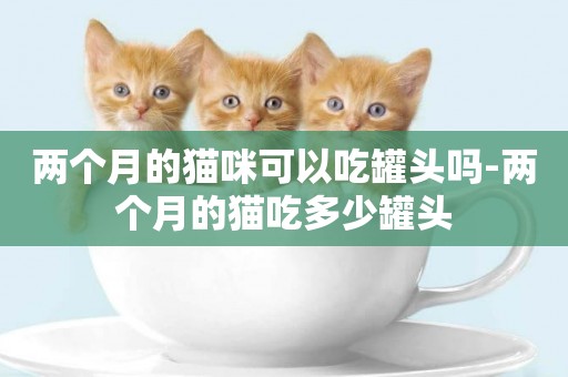 兩個月的貓咪可以吃罐頭嗎-兩個月的貓吃多少罐頭