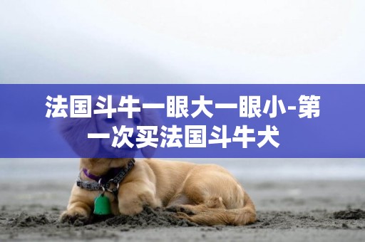 法國斗牛一眼大一眼小-第一次買法國斗牛犬