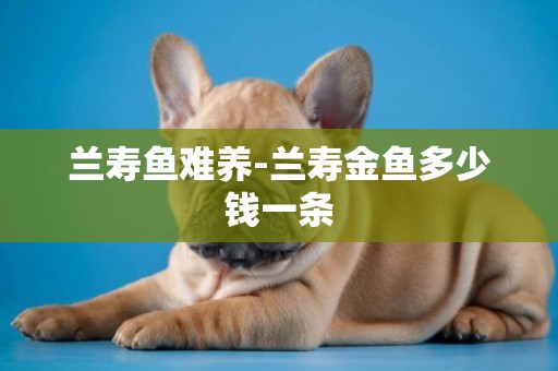蘭壽魚難養-蘭壽金魚多少錢一條