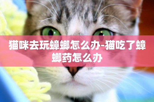 貓咪去玩蟑螂怎么辦-貓吃了蟑螂藥怎么辦