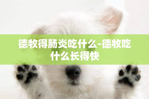 德牧得腸炎吃什么-德牧吃什么長得快
