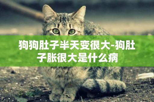 狗狗肚子半天變很大-狗肚子脹很大是什么病