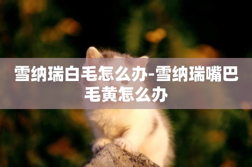 雪納瑞白毛怎么辦-雪納瑞嘴巴毛黃怎么辦