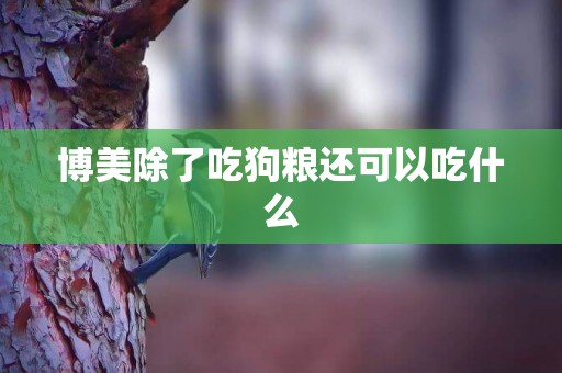 博美除了吃狗糧還可以吃什么