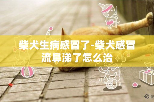 柴犬生病感冒了-柴犬感冒流鼻涕了怎么治