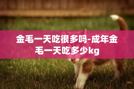 金毛一天吃很多嗎-成年金毛一天吃多少kg