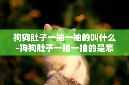 狗狗肚子一抽一抽的叫什么-狗狗肚子一抽一抽的是怎么回事