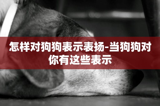 怎樣對狗狗表示表揚-當狗狗對你有這些表示