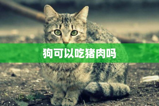 狗可以吃豬肉嗎