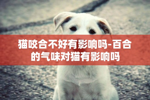 貓咬合不好有影響嗎-百合的氣味對貓有影響嗎