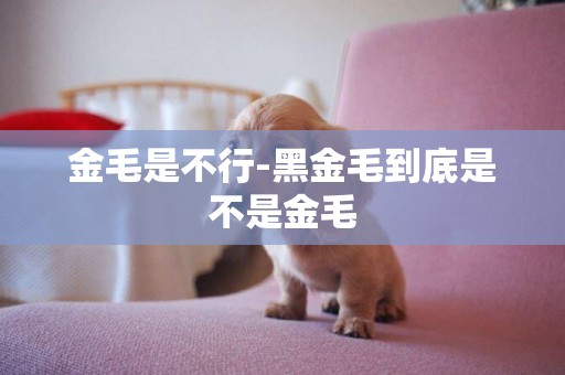金毛是不行-黑金毛到底是不是金毛
