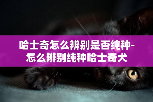 哈士奇怎么辨別是否純種-怎么辨別純種哈士奇犬