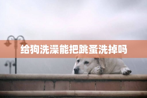 給狗洗澡能把跳蚤洗掉嗎