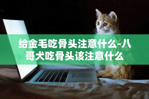 給金毛吃骨頭注意什么-八哥犬吃骨頭該注意什么