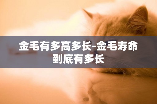 金毛有多高多長-金毛壽命到底有多長