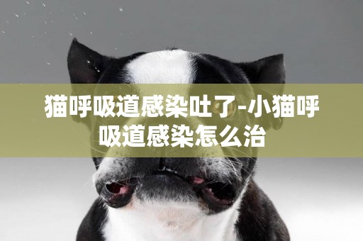 貓呼吸道感染吐了-小貓呼吸道感染怎么治