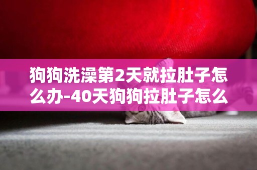 狗狗洗澡第2天就拉肚子怎么辦-40天狗狗拉肚子怎么辦