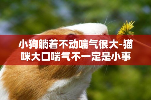 小狗躺著不動喘氣很大-貓咪大口喘氣不一定是小事