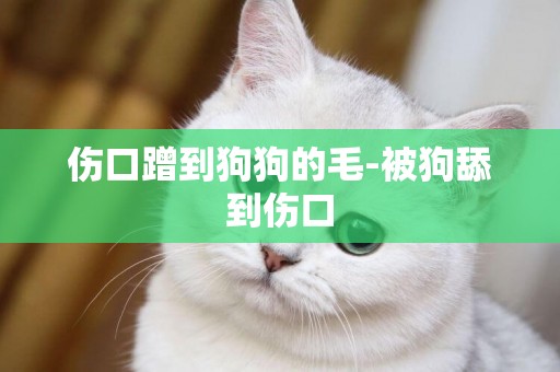 傷口蹭到狗狗的毛-被狗舔到傷口