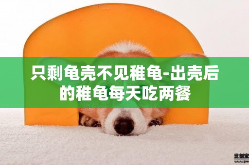 只剩龜殼不見稚龜-出殼后的稚龜每天吃兩餐