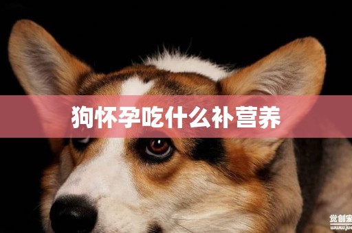 狗懷孕吃什么補營養