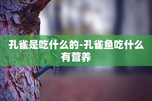孔雀是吃什么的-孔雀魚吃什么有營養