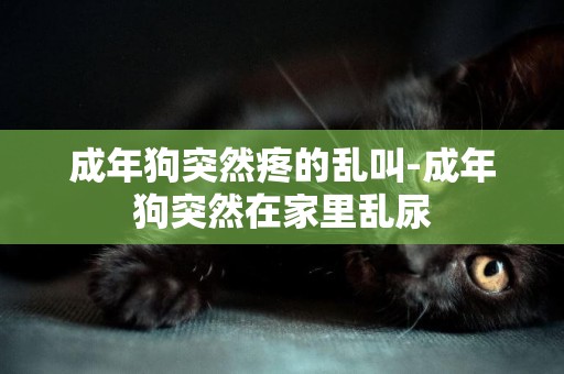 成年狗突然疼的亂叫-成年狗突然在家里亂尿