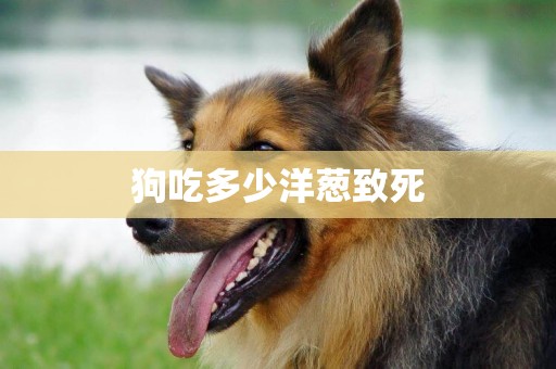 狗吃多少洋蔥致死