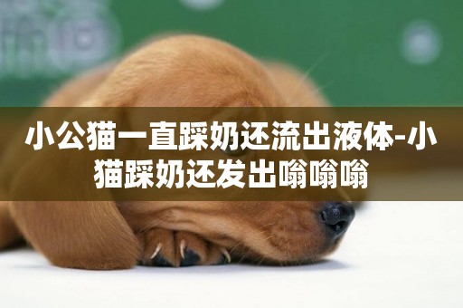 小公貓一直踩奶還流出液體-小貓踩奶還發出嗡嗡嗡