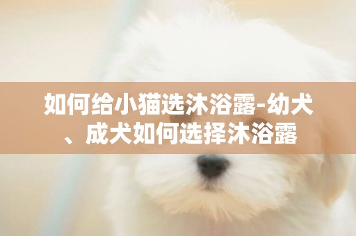 如何給小貓選沐浴露-幼犬、成犬如何選擇沐浴露