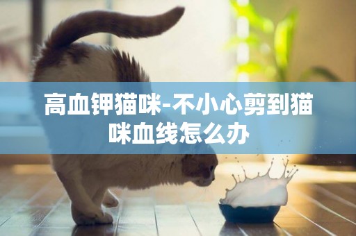 高血鉀貓咪-不小心剪到貓咪血線怎么辦