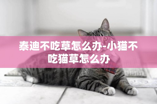 泰迪不吃草怎么辦-小貓不吃貓草怎么辦