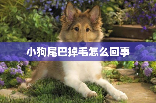 小狗尾巴掉毛怎么回事