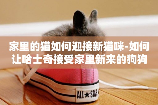 家里的貓如何迎接新貓咪-如何讓哈士奇接受家里新來的狗狗