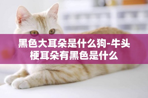黑色大耳朵是什么狗-牛頭梗耳朵有黑色是什么