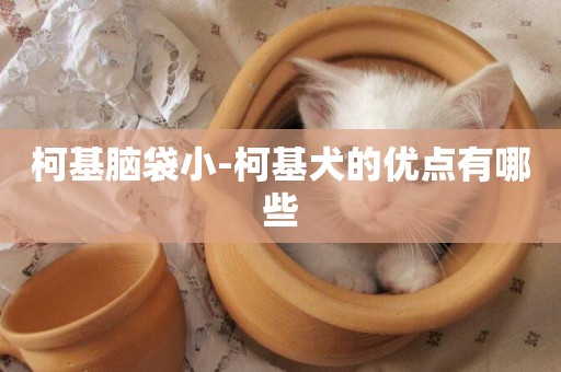 柯基腦袋小-柯基犬的優點有哪些
