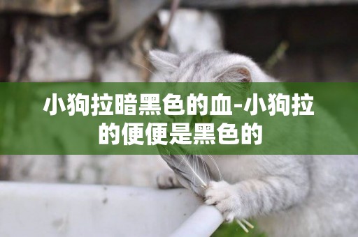 小狗拉暗黑色的血-小狗拉的便便是黑色的