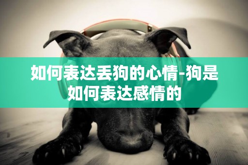 如何表達丟狗的心情-狗是如何表達感情的