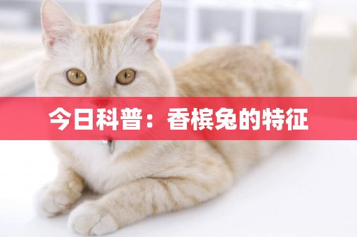 今日科普：香檳兔的特征