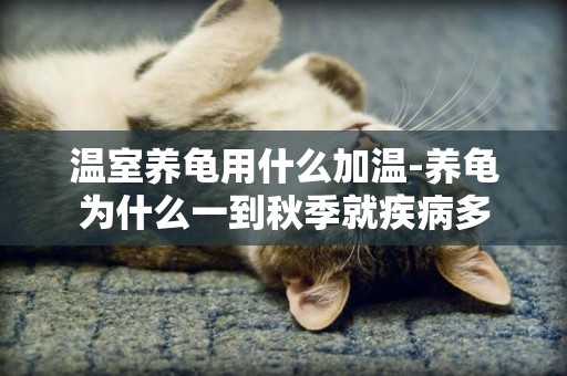 溫室養龜用什么加溫-養龜為什么一到秋季就疾病多