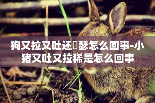 狗又拉又吐還嘚瑟怎么回事-小豬又吐又拉稀是怎么回事
