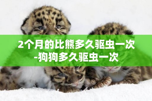 2個月的比熊多久驅蟲一次-狗狗多久驅蟲一次