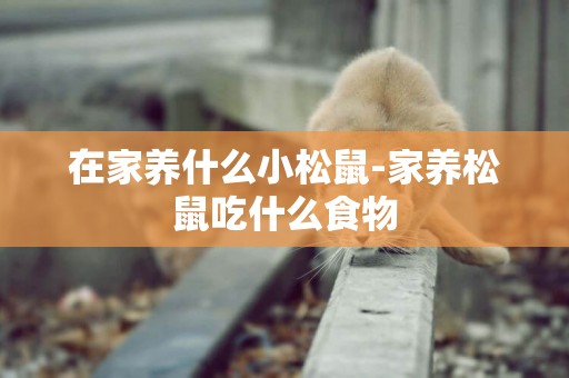 在家養什么小松鼠-家養松鼠吃什么食物