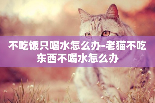 不吃飯只喝水怎么辦-老貓不吃東西不喝水怎么辦