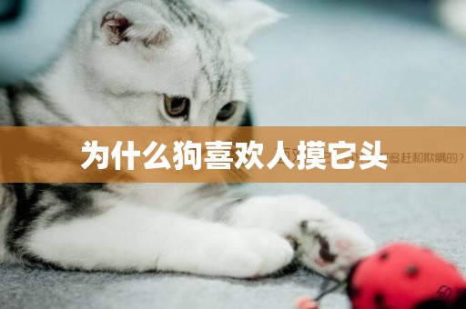 為什么狗喜歡人摸它頭