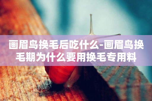 畫眉鳥換毛后吃什么-畫眉鳥換毛期為什么要用換毛專用料