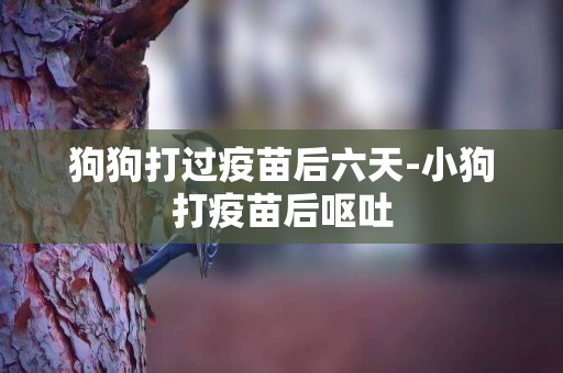 狗狗打過疫苗后六天-小狗打疫苗后嘔吐